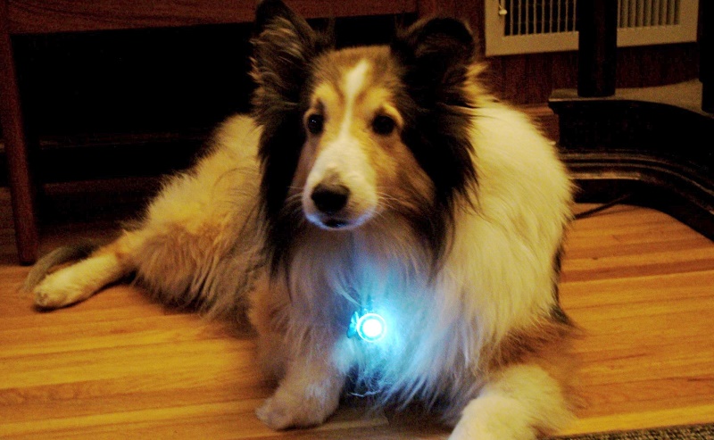 Top 10 Pet Gadgets That Your Pet Would Love to Have